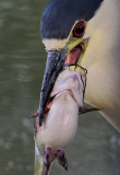 Night-Herons