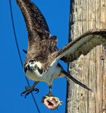Gotcha!