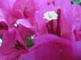 Bougainvillea