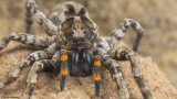 Hogna maderiana 1268FA-98109.jpg