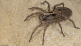 Hogna heeri 1270FA-98230.jpg