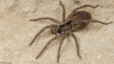 Hogna heeri 1270FA-98290.jpg
