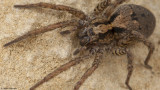 Hogna heeri 1270FA-98296.jpg