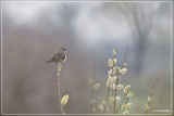 vogels birds