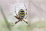 Spinnen (spiders)