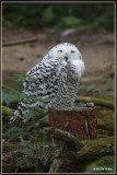 Wildpark Gangelt (D)