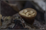 Geel nestzwammetje Crucibulum crucibuliforme