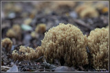 Rechte koraalzwam Ramaria stricta