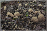 Rechte koraalzwam Ramaria stricta