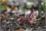 Inktviszwam - Clathrus archeri