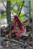Inktviszwam - Clathrus archeri