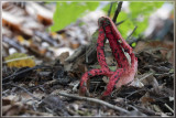 Inktviszwam - Clathrus archeri