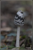 Spechtinktzwam - Coprinopsis picacea 