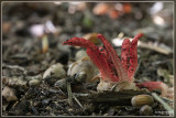 Inktviszwam - Clathrus archeri