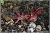 Inktviszwam - Clathrus archeri