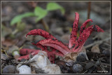 Inktviszwam - Clathrus archeri