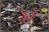 Inktviszwam - Clathrus archeri