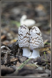 Spechtinktzwam - Coprinopsis picacea