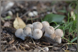 Parelstuifzwam - Lycoperdon perlatum 