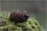 Muizenstaartzwam - Baeospora myosura