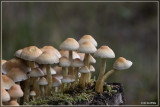 Dennenzwavelkop - Hypholoma capnoides