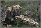 Dennenzwavelkop - Hypholoma capnoides