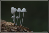 _MG_3509.jpg