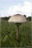 Grote parasolzwam - Macrolepiota procera