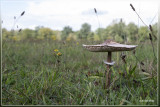 Grote parasolzwam - Macrolepiota procera