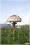 Grote parasolzwam Macrolepiota procera