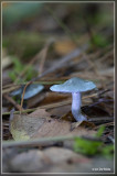 Groene anijstrechterzwam - Clitocybe odora