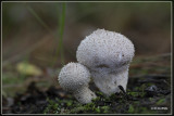 Parelstuifzwam - Lycoperdon perlatum