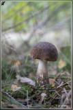 _MG_9080.jpg