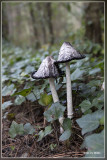 _MG_9099kopie.jpg