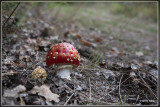_MG_9517.jpg