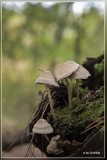 Helmmycena - Mycena galericulata