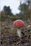 _MG_9607.jpg