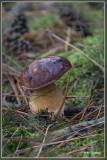 Kastanjeboleet - Xerocomus badius