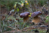 Kastanjeboleet - Xerocomus badius
