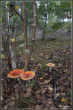 Vliegenzwam - Amanita muscaria