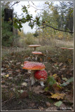 Vliegenzwam - Amanita muscaria