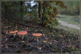 Vliegenzwam - Amanita muscaria