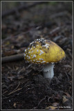 Vliegenzwam - Amanita muscaria