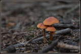 Heiberg/Gemeenteheide - Herentals