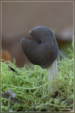 Paddenstoelen (mushrooms)