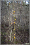Gele trilzwam - Tremella mesenterica