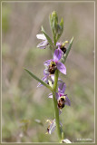 Ophrys x albertiana 