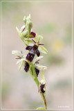 Ophrys x devenensis (O. fuciflora x insectifera)