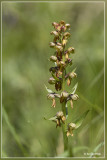 Orchids Saas 2022