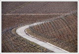 Winter Vineyards 